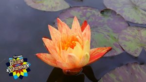 Нимфея Paranee (Парани) кувшинка, waterlily, водные растения, пруд