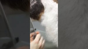 ТРИММИНГ ФОКСА / ФОКСТЕРЬЕР / GROOM SCHOOL