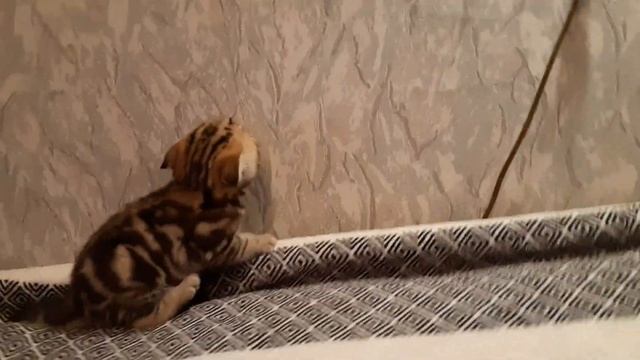 Шотландский котёнок мраморный смотреть онлайн