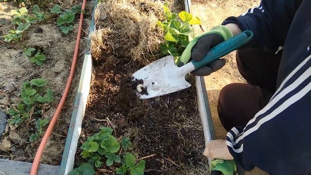 Уход за викторией весной  Это просто