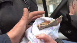 Нашли раненую белку