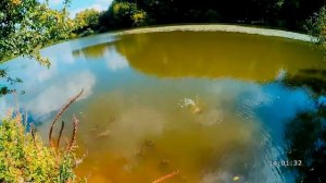 Ловля карпа на кружки (балабайки) с горохом. Сом и голавль на макух. [Отчеты о рыбалке]