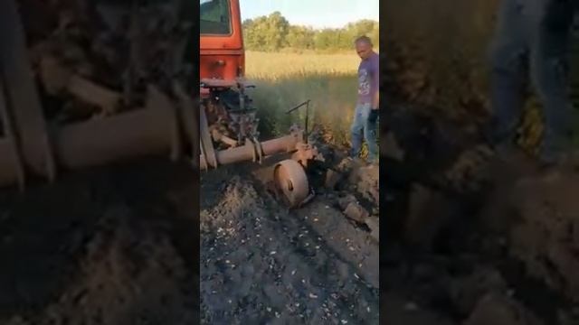 Кизильник блестящий