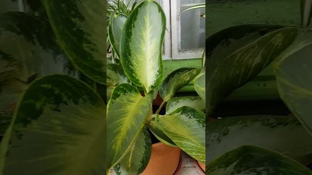 AGLAONEMA GREEN BOWL #aglaonemagreenbowl