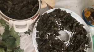 КАК СДЕЛАТЬ ЧАЙ ИЗ ЛИСТЬЕВ СЛИВЫ. Сливовый чай