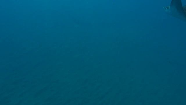 Eagle Rays at Blackrock Maui 8-27-14