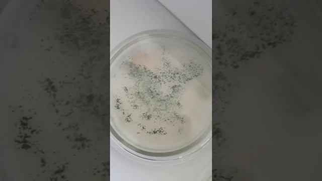 Триходерма Харзианум Trichoderma Harzianum в мхе из леса агар чашки Петри 12 Апрель
