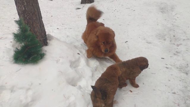 Щенки Тибетских мастифов продажа смотреть онлайн