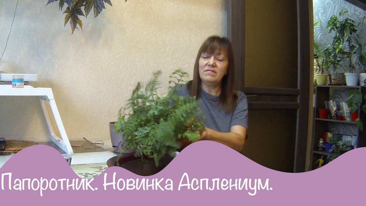 Новинка в цветочной коллекции. Асплениум Парвати. Папоротник.