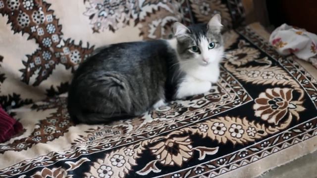 Обзор приложения На кошачий для iPhone смотреть онлайн