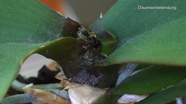 Phalaenopsis Orchidee so pflegen wir sie damit sie regelmäßig blühen und wachsen смотреть онлайн