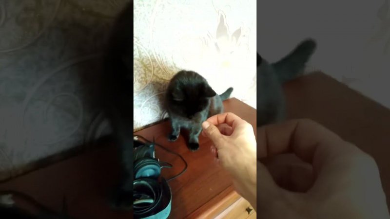 Превращение кошки