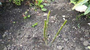 Жизнь саженца. #3