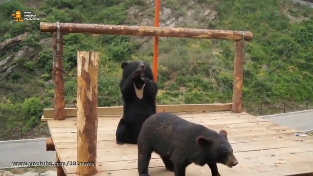 ► Танцующие медведи! Это нужно видеть 😛