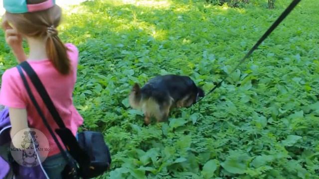 Поездка в приют для собак "Дубовая Роща" 12.08.17 смотреть онлайн