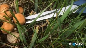 ‼️ЛУГОВЫЕ ГРИБЫ‼️КАКИЕ ГРИБЫ МОЖНО СОБИРАТЬ НА ЛУГАХ В МАЕ☝??⁉️