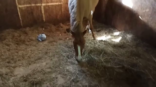 Лошадь знакомится с пищевой игрушкой. смотреть онлайн