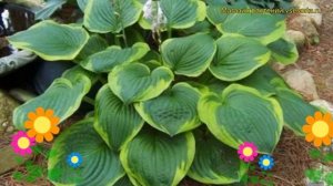 Хоста гибридная Абикуа Мунбеам. Краткий обзор, описание характеристик hosta hybridum Abiqua Moonbea