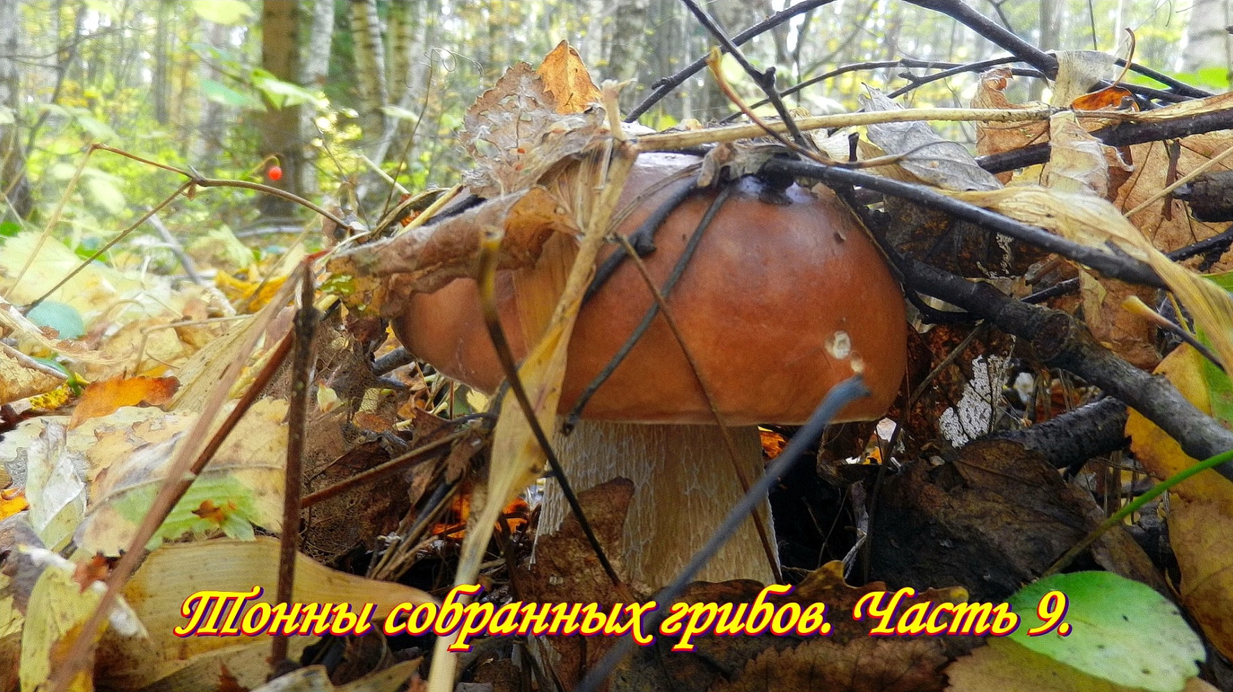После выходных в лесу грибы есть .  Тонны собранных грибов. Часть 9.