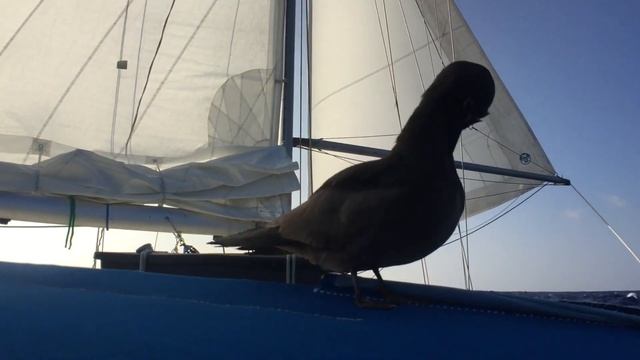 один в море от Гавайских островов до Маршалловых островов - птица на борту - часть 5 - эп #47 смотреть онлайн