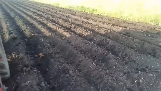 первая прополка картофеля. уралец с окучником виракс.