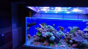 Уникальный гибридный светильник для морского аквариума, единственный в России! Данные PAR удивили!
