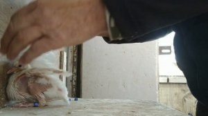 Бакинские голуби ? Кольцевание голубей