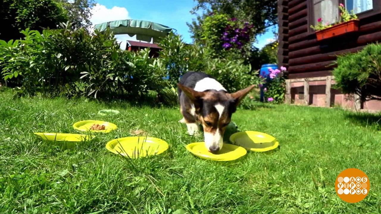 Чем накормить Шарика? Мокрое дело. Доброе утро. Фрагмент выпуска от 11.08.2020