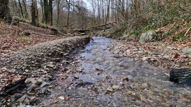 Журчание ручья и пение птиц в лесу. Звуки природы. Релаксация. Звуки природы чтобы расслабиться. смотреть онлайн