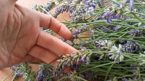 İşığın Bağı... Lavanda (2)