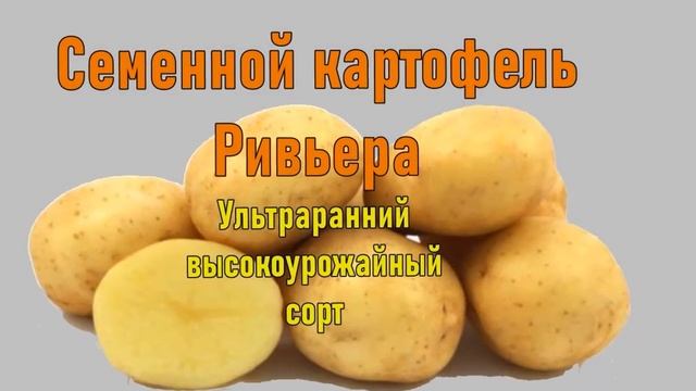 Купить Семенной Картофель В Армавире Краснодарский Край