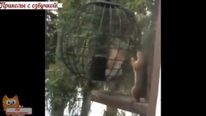 Приколы с котами – СМЕШНЫЕ ЖИВОТНЫЕ С ОЗВУЧКОЙ – ЗАСМЕЯЛСЯ ПРОИГРАЛ – РЖАКА ДО СЛЁЗ - PSO