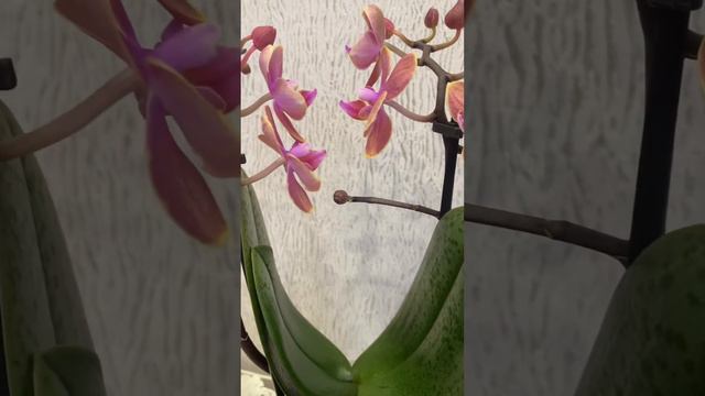 Фаленопсис Dusty Belle Парфюмерная Фабрика 27 февраля 2023 г. смотреть онлайн