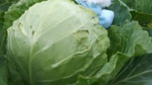 Изучаем овощи с детьми. Огород на даче.