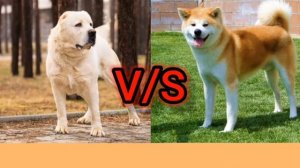 Алабай против акита ину-КТО ПОБЕДИТ//батл собак//ANIMALS BATTLE BIT