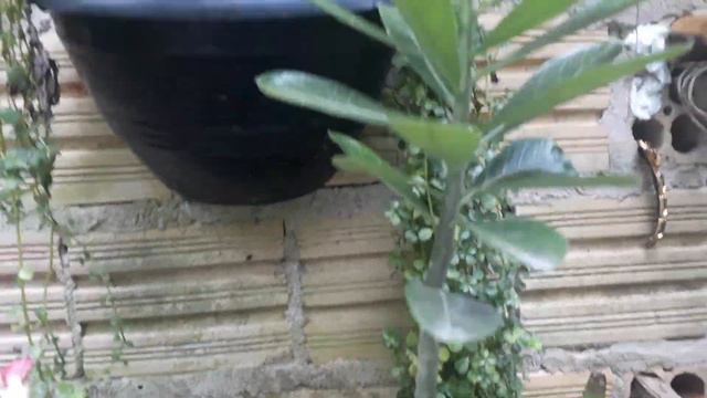 mostrando as minhas rosas do deserto amarela, vermelha, e rosa ❤🤣❤😂💖❤ смотреть онлайн