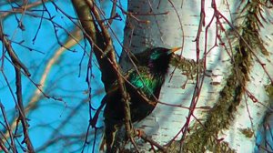 Скворцы прилетели  Starlings flew