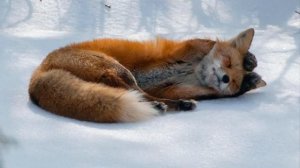 Все секреты про лису