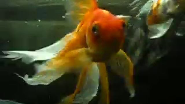 золотые смотреть онлайн