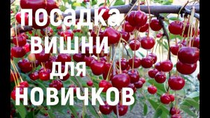 Посадка ВИШНИ для НОВИЧКОВ! Дьявол кроется в деталях!