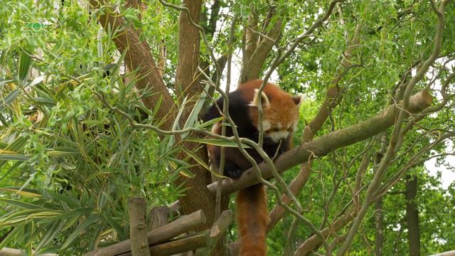 Výběh pand červených zdobí květy rododendronů смотреть онлайн