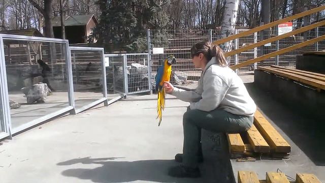 Попугай, зоопарк г. Ниредьхаза, Венгрия смотреть онлайн