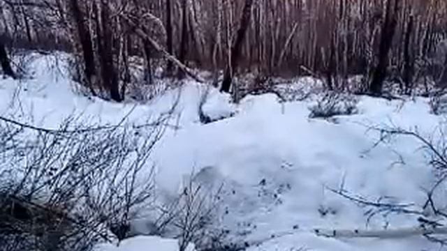 ПОПУЛЯРНОЕ НА YOUTUBE РОССИЯ!! РАЗБУДИЛИ МЕДВЕДЕЙ !! смотреть онлайн