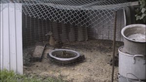 Разведение подсадных уток-4