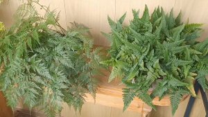 Самые крутые сорта Даваллий. Обзор и сравнение.