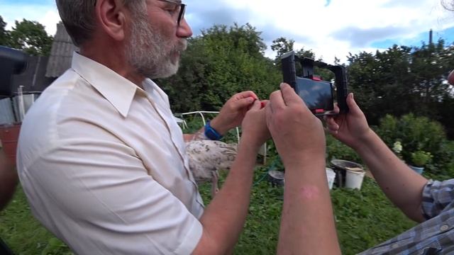 Очки от расклева для куриц. Рассказывает А.Б. Вахрамеев для портала Фермер.ru смотреть онлайн