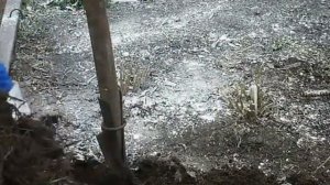 готовим флоксы к зимовке