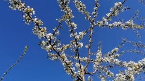 Черешня, привитая на вишню зацвела раньше подвоя. Весна 2023.