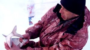 Зимняя ловля леща на средней Волге