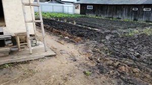 Осень 2020, подготовка участка для посева газона.